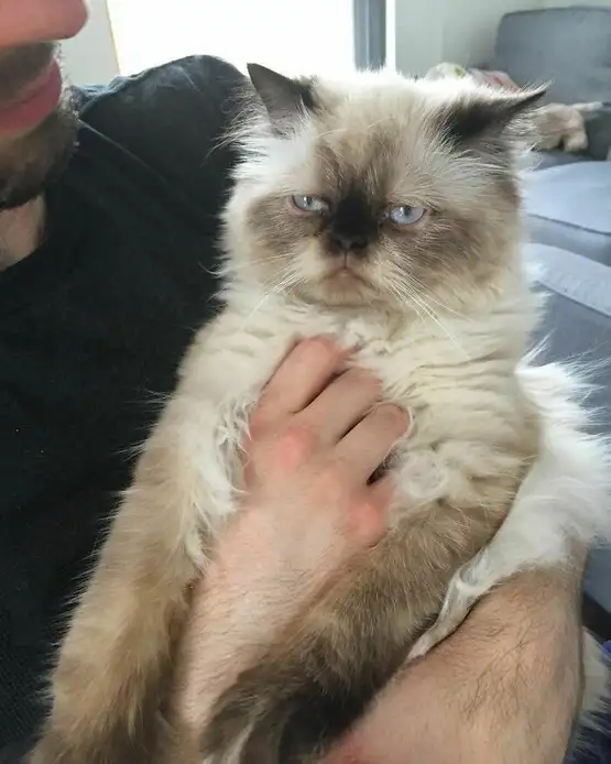 kedi insan (3).webp