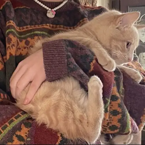 kedi insan (9).webp