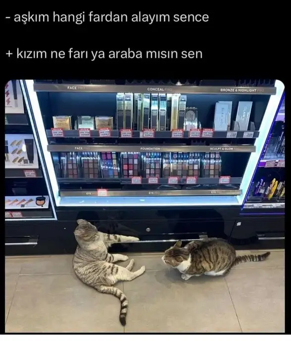 kedi ist (6).webp