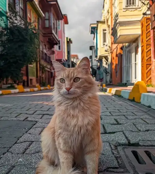 kedi istt (1).webp