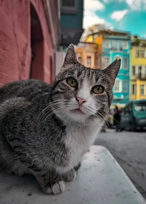 kedi istt (10).webp
