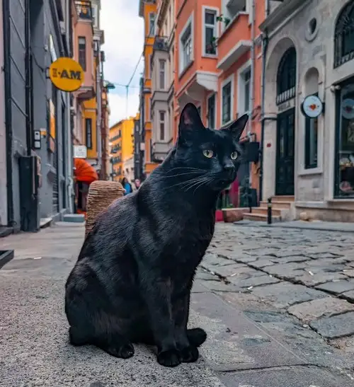 kedi istt (2).webp