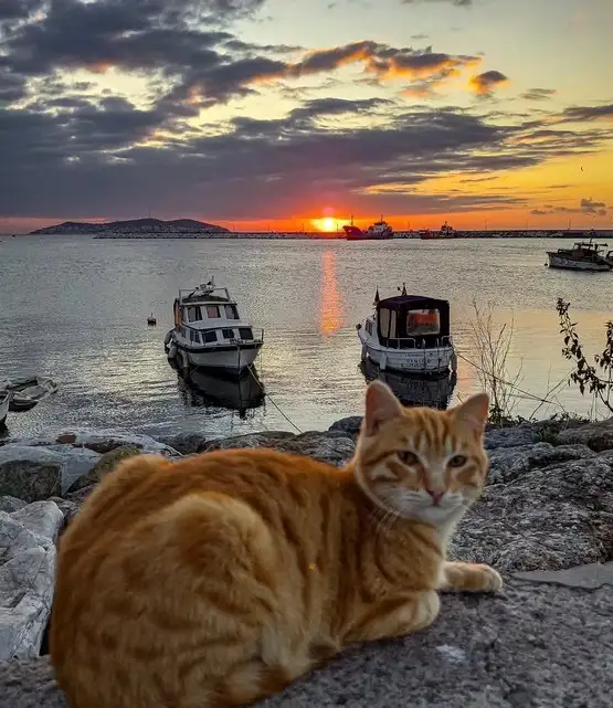 kedi istt (3).webp