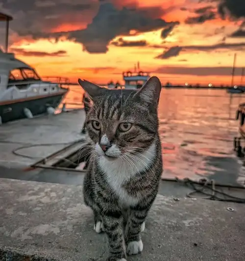 kedi istt (4).webp