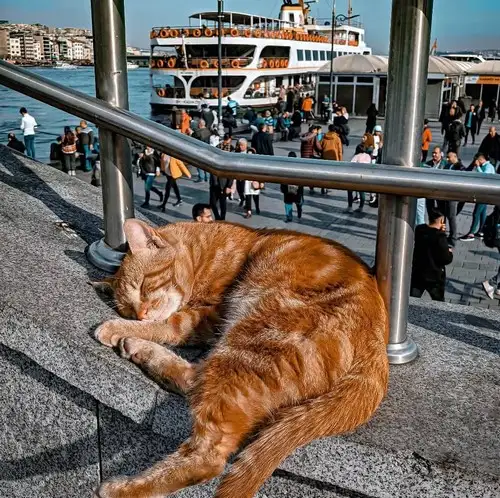 kedi istt (5).webp
