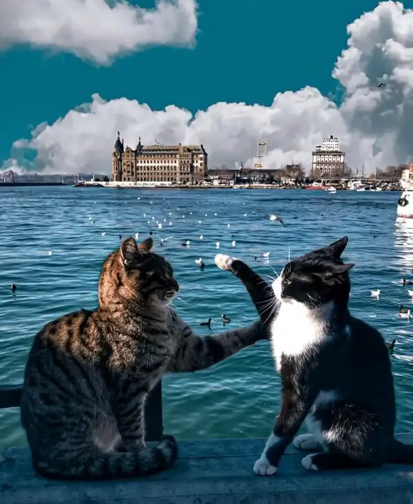 kedi istt (6).webp