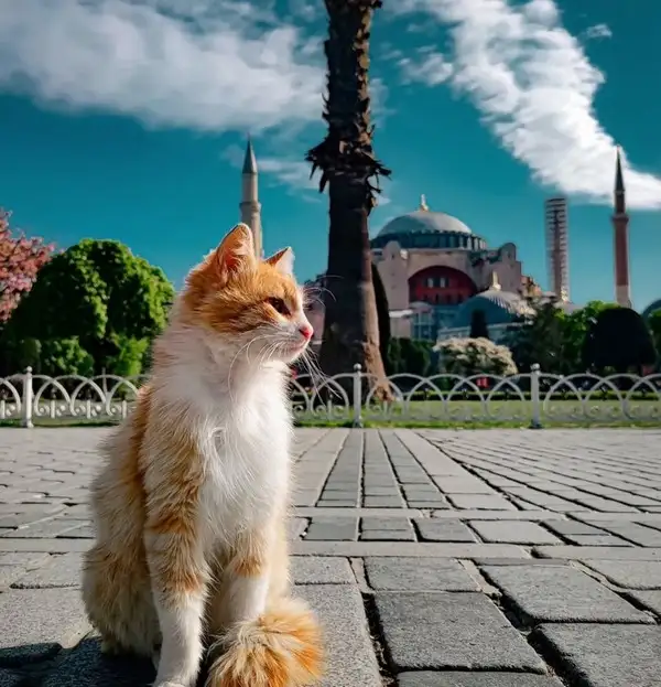 kedi istt (7).webp