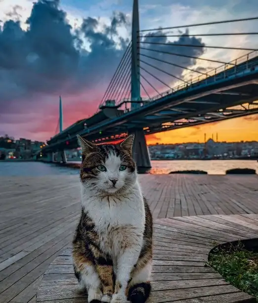 kedi istt (8).webp