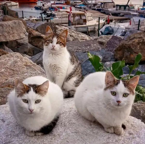 kedi istt (9).webp