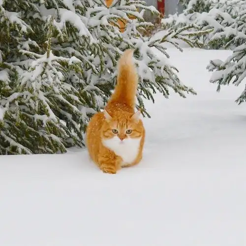kedi kış  (1).webp