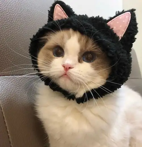 kedi kış  (10).webp