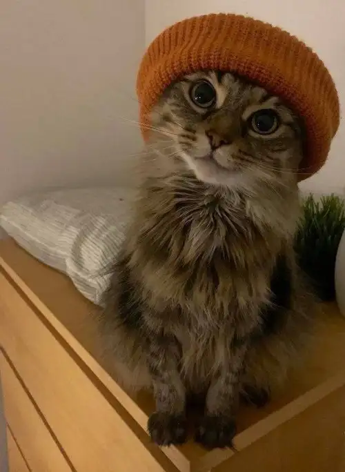 kedi kış  (11).webp