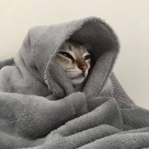 kedi kış  (12).webp