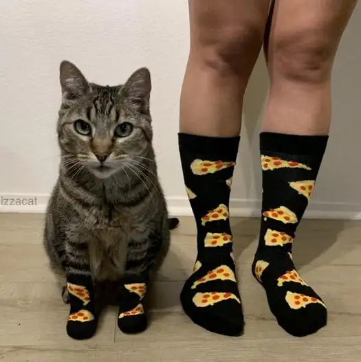 kedi kış  (13).webp