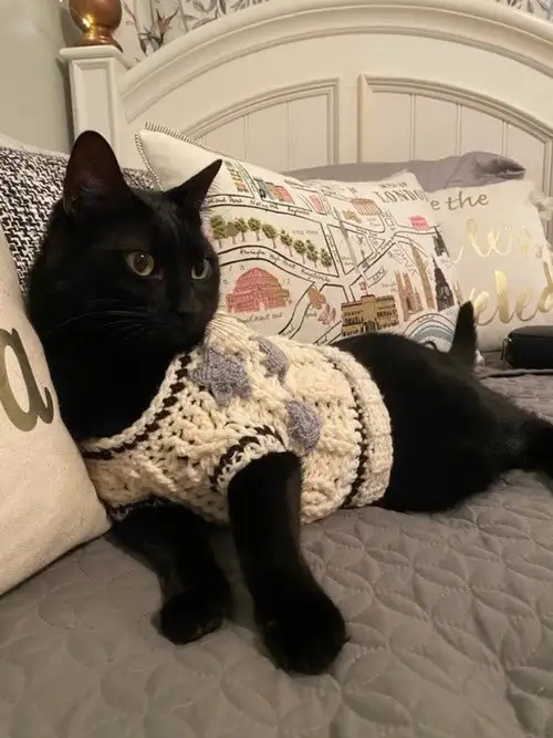 kedi kış  (14).webp