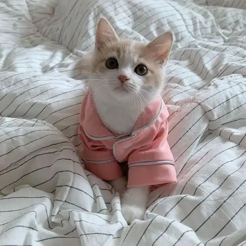 kedi kış  (15).webp