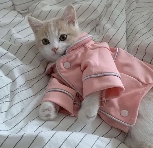 kedi kış  (16).webp