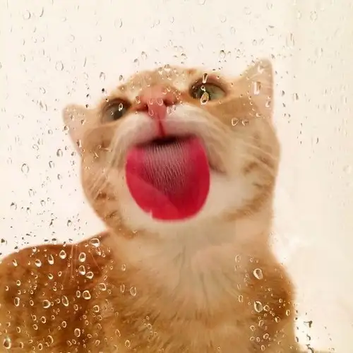 kedi kış  (17).webp
