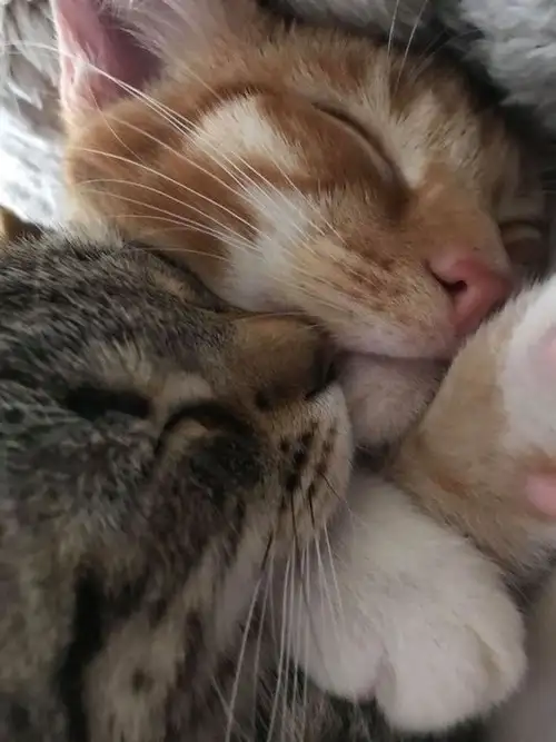 kedi kış  (18).webp