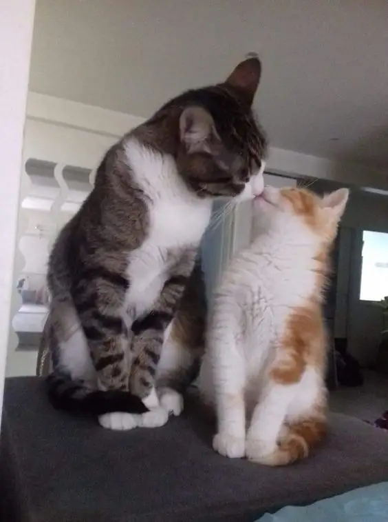 kedi kış  (19).webp