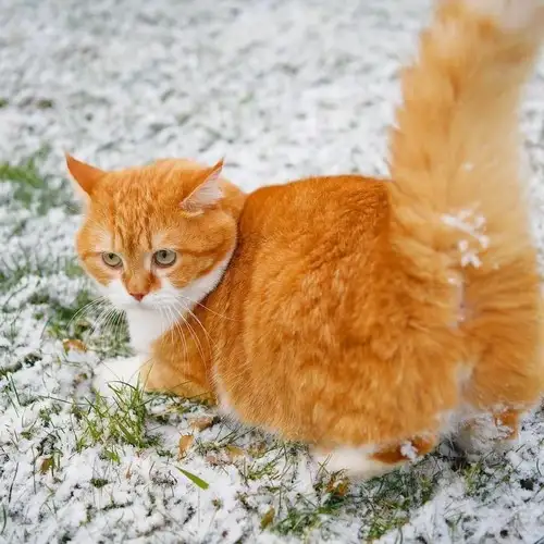 kedi kış  (2).webp