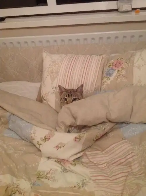 kedi kış  (20).webp