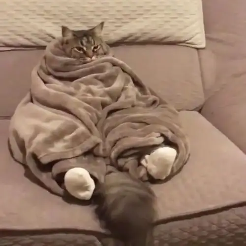 kedi kış  (21).webp
