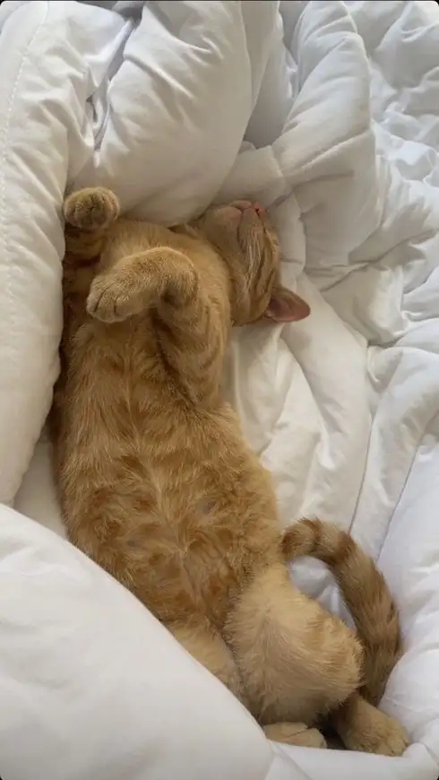 kedi kış  (22).webp