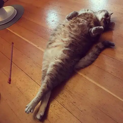 kedi kış  (23).webp