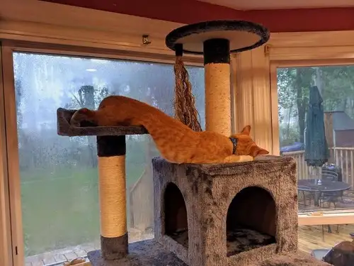 kedi kış  (24).webp
