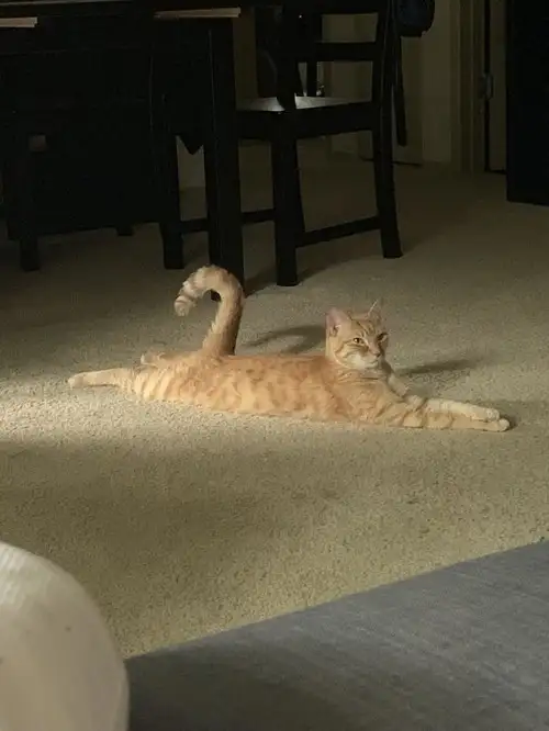kedi kış  (25).webp