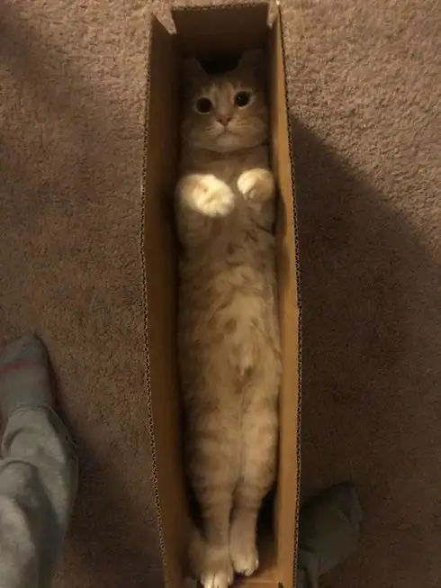 kedi kış  (27).webp
