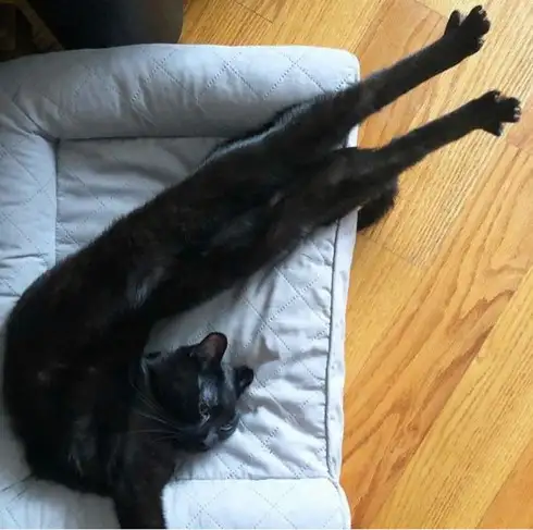 kedi kış  (28).webp