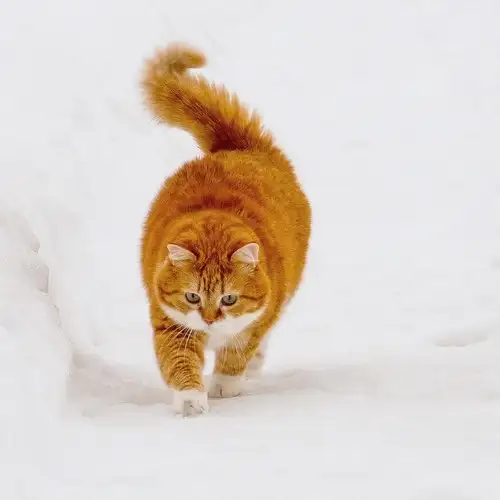 kedi kış  (3).webp