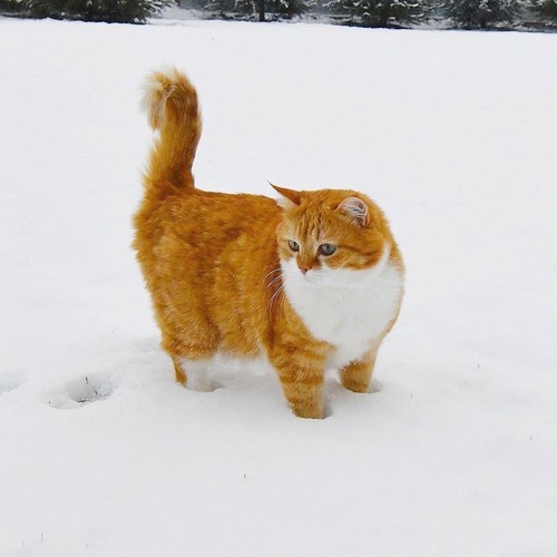 kedi kış (4).jpg