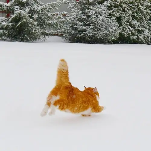 kedi kış  (6).webp