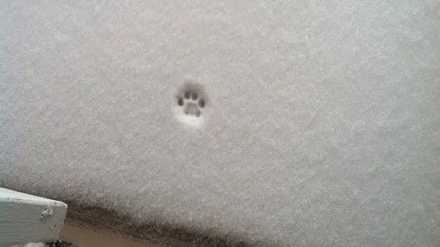 kedi kış  (7).webp