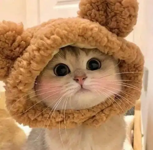 kedi kış  (8).webp