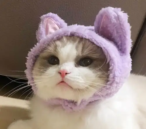kedi kış  (9).webp