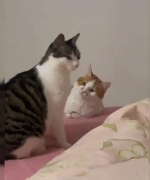 kedi komikk (1).webp