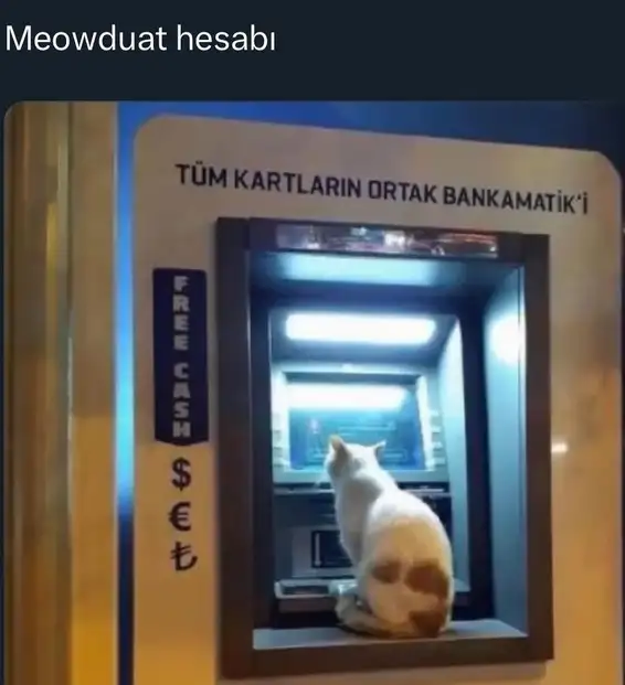 kedi komikk (3).webp