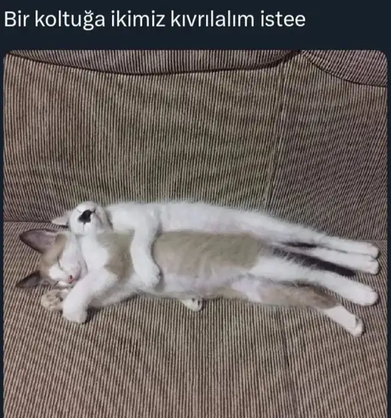 kedi komikk (5).webp