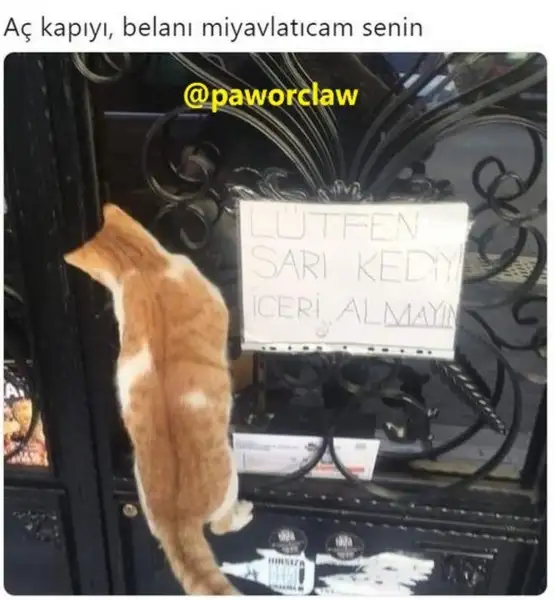kedi komükk yurdum (1).webp