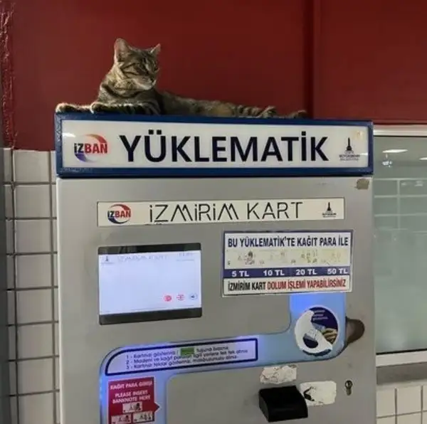 kedi komükk yurdum (10).webp