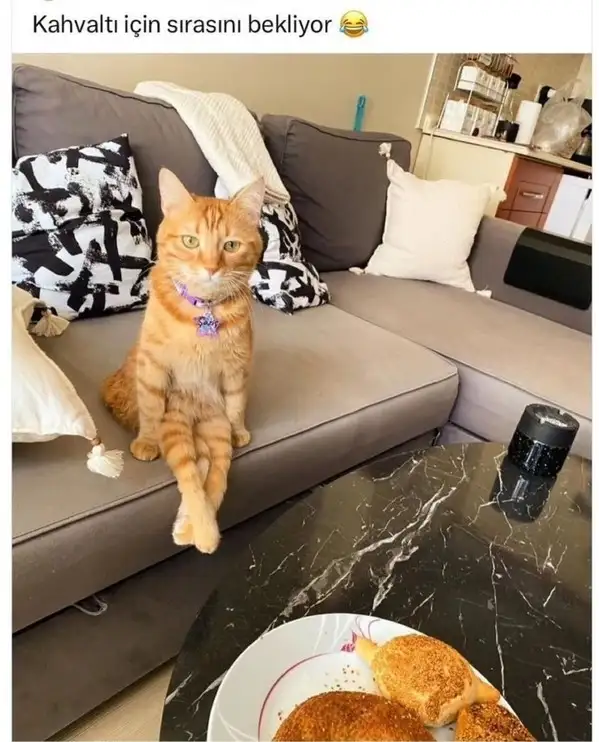 kedi komükk yurdum (12).webp