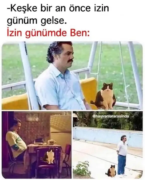 kedi komükk yurdum (13).webp