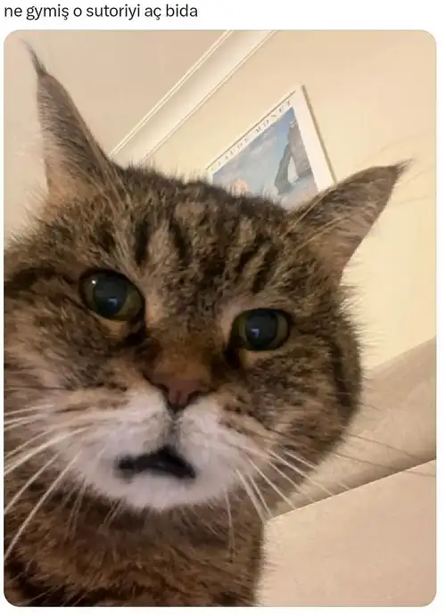 kedi komükk yurdum (14).webp