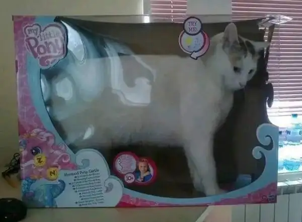kedi komükk yurdum (15).webp