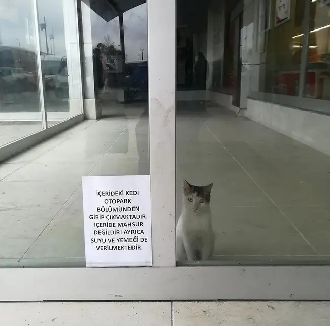 kedi komükk yurdum (2).webp