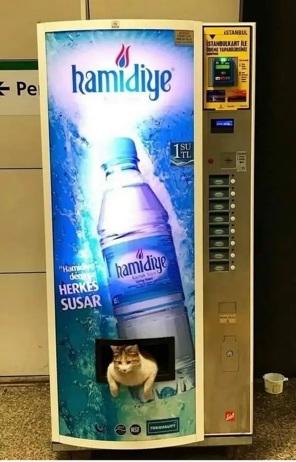 kedi komükk yurdum (4).webp
